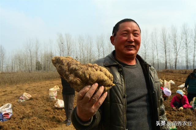 农村人种植中药材，生长期3年，亩效益15000元，庆幸种了10亩