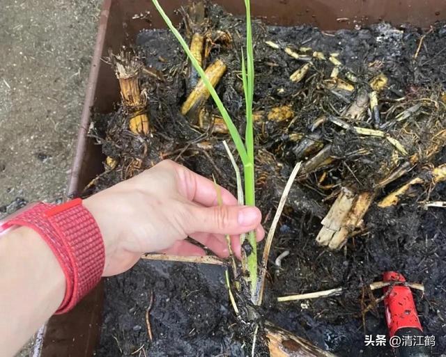 从“粮食处”下岗到“菜摊上”复工的茭白，有哪些种植类型与品种