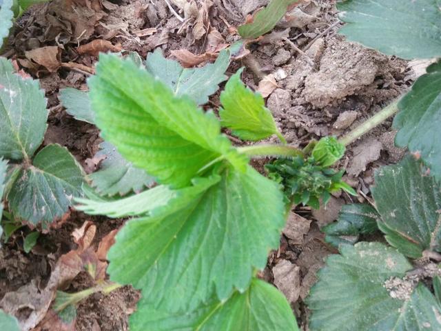 红颜草莓苗品种介绍，红颜草莓苗种植方法