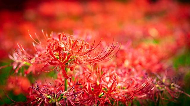 手把手教你彼岸花养护技巧，掌握这6大要点，花开一大片一大片的