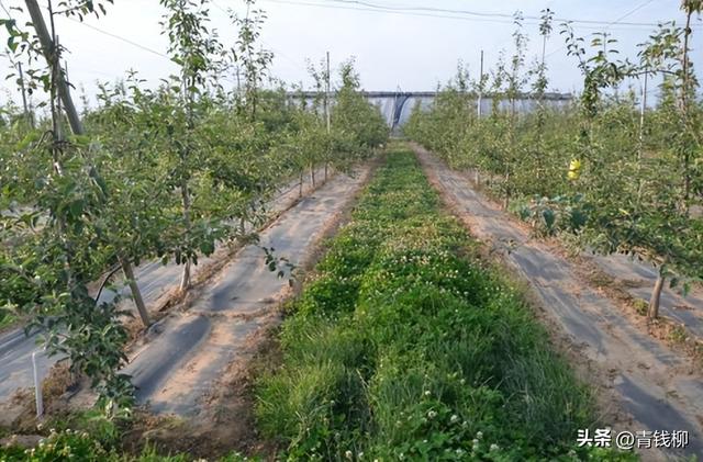 深入探究山地苹果栽培管理技术的关键要点