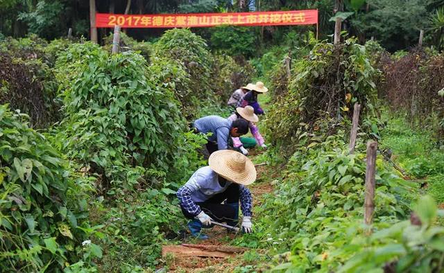 厉害了！肇庆这种农产品火了几百年，如今强势登陆港澳