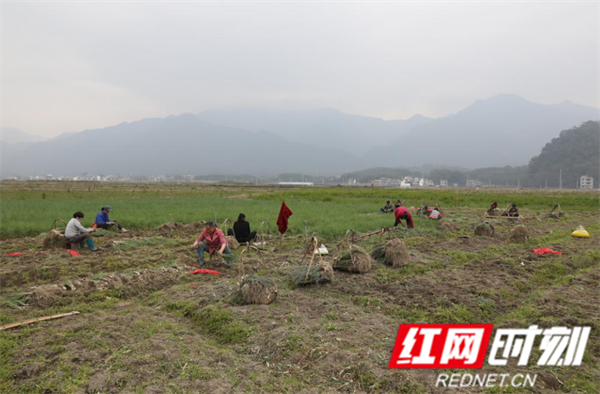 江永力发展藠头特色种植