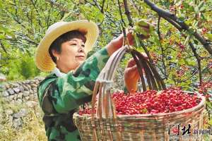 陕西花椒种植基地-花椒变成摇钱树——在井陉县南峪镇张家峪村