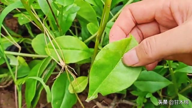 山野田间有1种植物，根似人参，可煲汤食用，嫩叶也可作野菜炒食