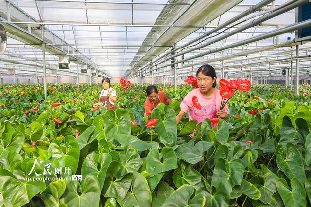 河南清丰：鲜切花远销一线城市