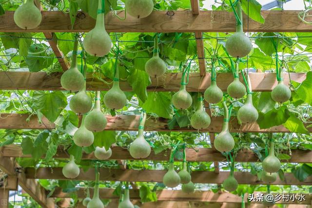 院子里种植“葫芦”省心又美观！挂在家里能除邪，种植方法告诉你