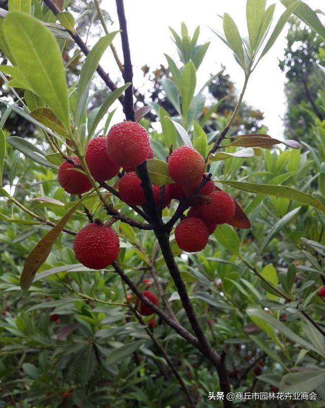 北方能不能种植杨梅树？