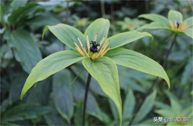 重楼的种植技术，从播种到苗后的管理，即详细又实用