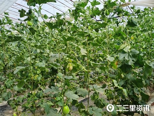 温家沟大棚甜瓜喜获丰收，种植户：一茬可卖2万元多