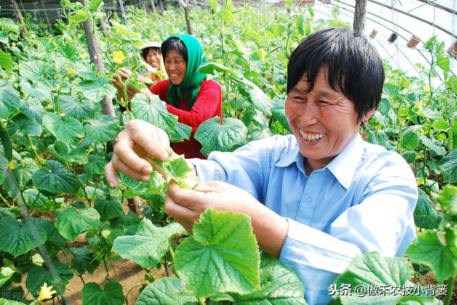 要想秋冬蔬菜长势旺、产量高、品质好，这7个管理技巧要用好