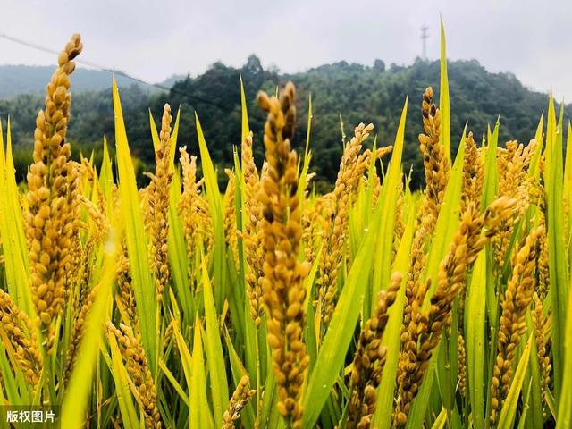 小麦种子的管理，与贮存技术要点，增加发芽率