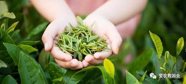 茶树种植的土壤环境