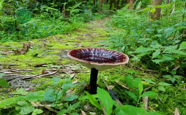 特色种植，林下灵芝种植要点有哪些？总结4点给大家参考：