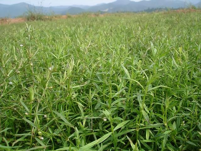 白花蛇舌草的种植技术：培育健康花园的关键