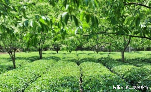 这5种蔬菜在树下栽培，不仅长得好，还是市场的宠儿，价高又俏销