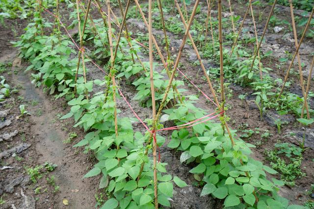 四季豆种植小常识