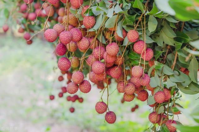 农村种植荔枝的栽培管理、病虫害防治，高效技术要果农要掌握？