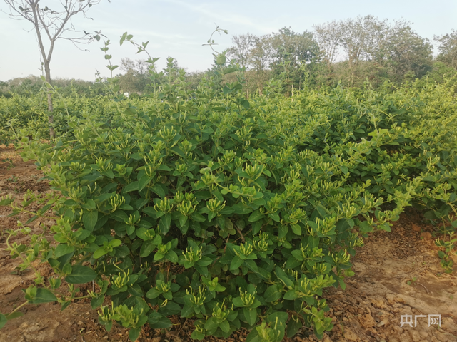 河南禹州：小小金银花成致富“幸福花”