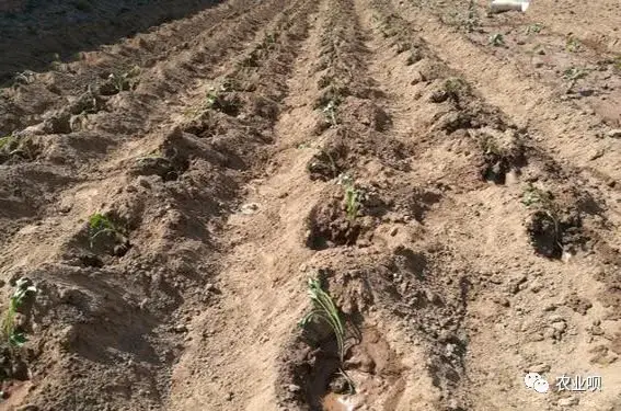 红薯栽插几个实用技巧，促控结合高产关键，庭院阳台栽植有惊喜