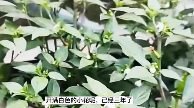 花盆秋末栽植辣椒，辣椒树变成盆景，一年四季花果不断