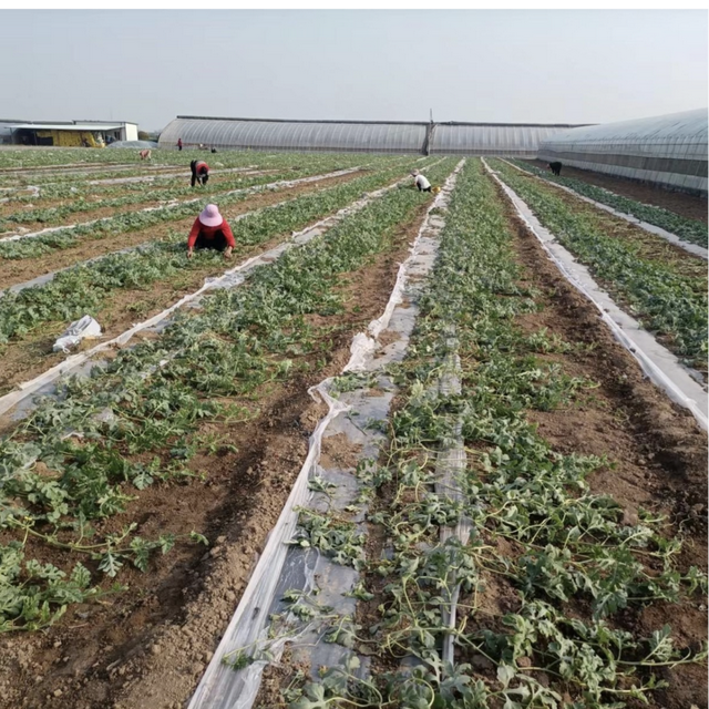 西瓜露地种植难？懂了这些点你也能种好