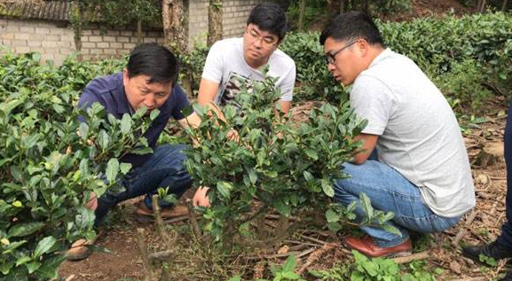 茶树种植的环境和土壤有什么要求？