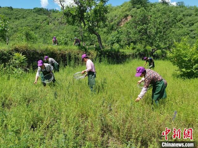 河北涞水：太行深处黄芪香 山村种出“致富茶”