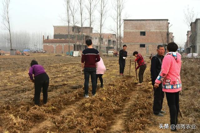 春节过后，2种中药材价格飙升，农民种植热情高涨，新手能跟进吗