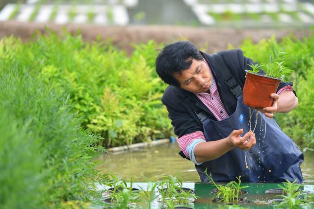 （经济）“水上种植”助农增产增收