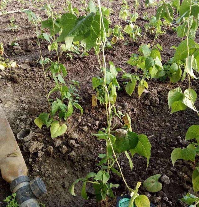 致豆角种植户：豆角红根发生因素有哪些，该如何进行预防治疗呢？