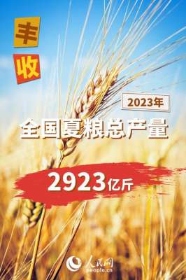 中国何时种植小麦-2023年全国夏粮总产量14613万吨 实现丰收