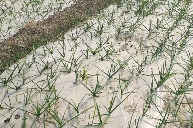 种植大蒜如何管理？冬前做好2点，病虫少，幼苗长势壮