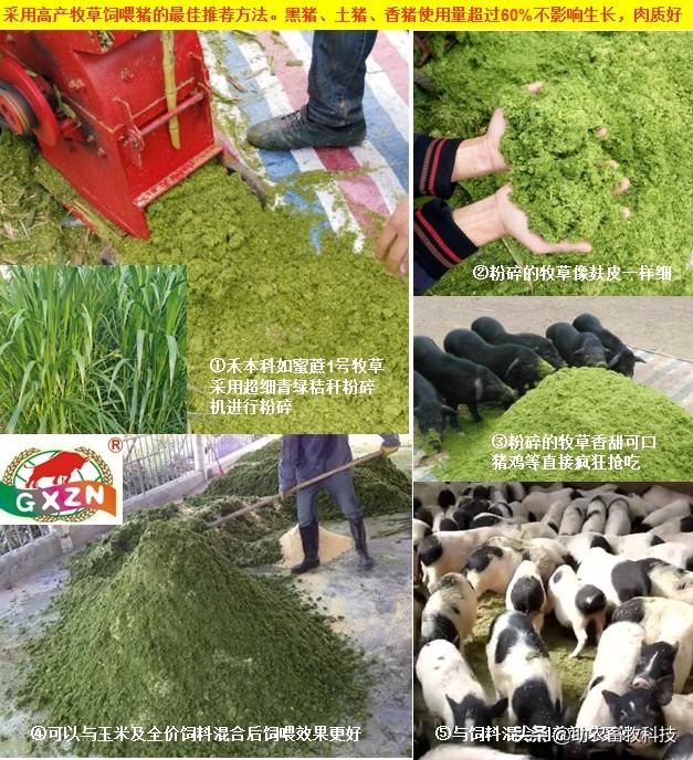 牧草养猪技术你想知道的都在这里了，建议收藏