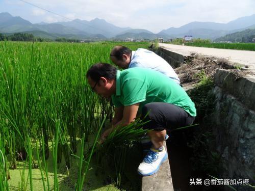 荸荠高产栽培的六个种植细节