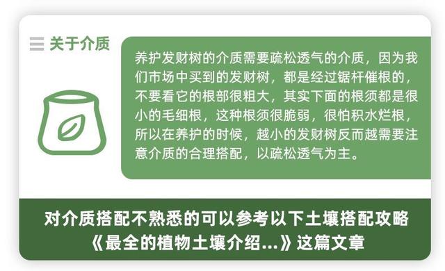 发财树是到底有多难养？最全面的发财树养护攻略来了