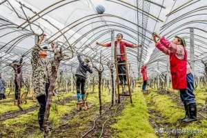 大棚种植桃-在农村葡萄大棚种植如何栽培和提高产量