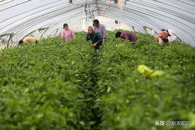 辣椒塑料大棚早熟栽培技术！提高塑料大棚辣椒种植水平