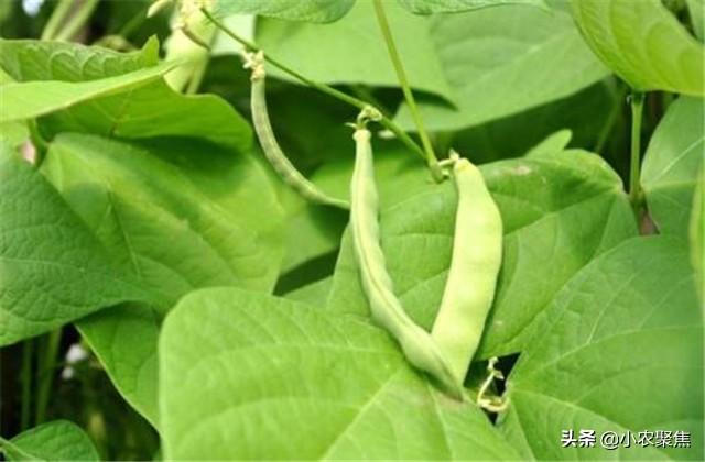 芸豆栽培技术要点，种植技术解析，不重视起来可不行