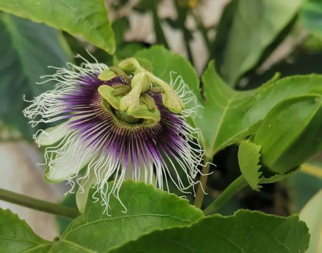 百香果，花开三遍终结果