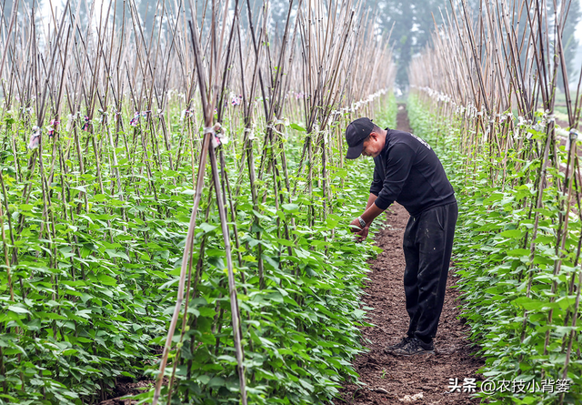 怎样才能种出高产优质的好豆角？记住这4个种植管理技巧