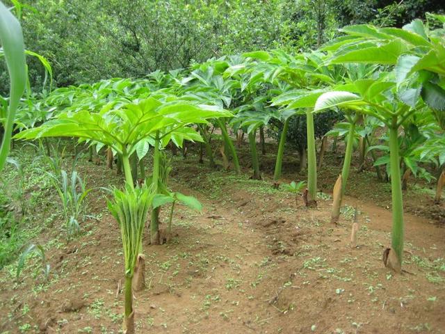 怎样种植魔芋好，产量高，种植户知道吗？