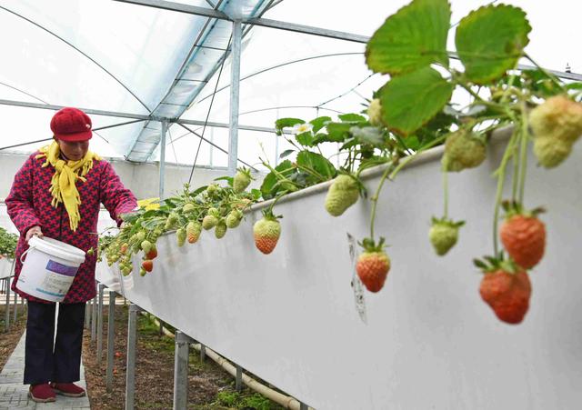 江苏连云港：小草莓成为乡村振兴大产业