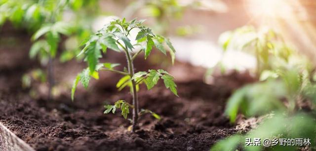 西红柿种植技术