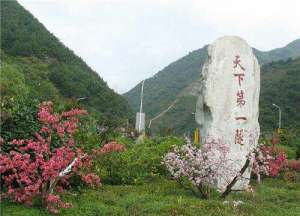 祖师麻种植-陕西中药材适合种植的品种