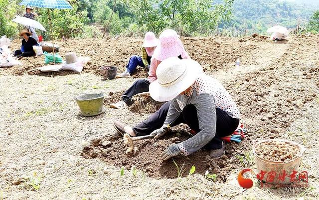 成县：半夏种植巧发中药“财”