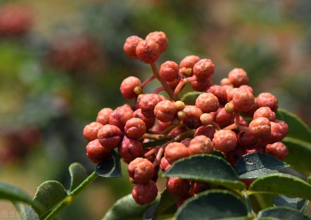 「科普」花椒种植技术