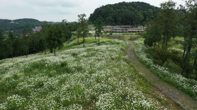 确认过眼神！四川这里的洋甘菊盛开了