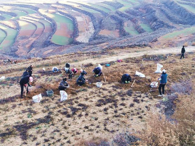 「学习贯彻六中全会精神」武山：地葫芦扎根拓宽致富路