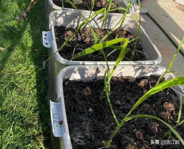 从“粮食处”下岗到“菜摊上”复工的茭白，有哪些种植类型与品种